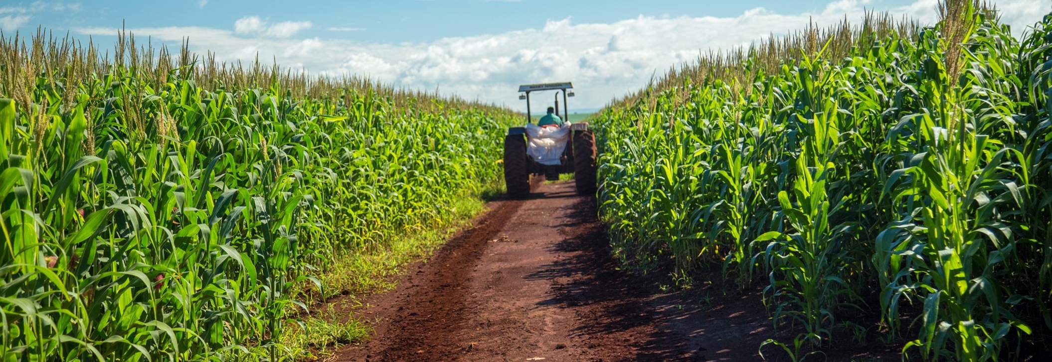 Bangkok Produces - CP Foods Advance Efforts to Combat Haze and PM 2.5 Dust in its Corn Supply Chain